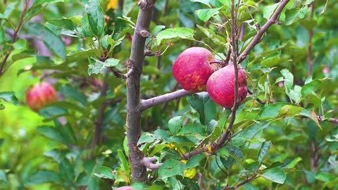 Close-Up Shot of Red Apple on Tree Branch Stock Footage 316892075