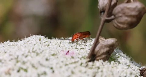Close up shot of red bug collecting pollen of white flower in nature - Stock Footage 246686000