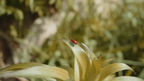 Close up shot of a red bug sitting on a leaf Stock Footage 154572761