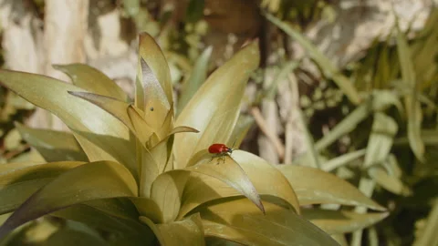 Close up shot of a red bug sitting on a leaf Stock Footage 154572928