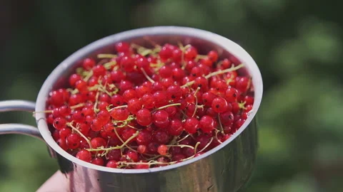 Close up shot of a red currant berries in a stainless steel pot against green Stock Footage 276612917