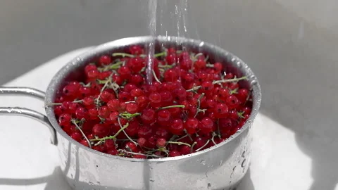 Close up shot of a red currant berries in a stainless steel pot, water is pou Video stock 276614397