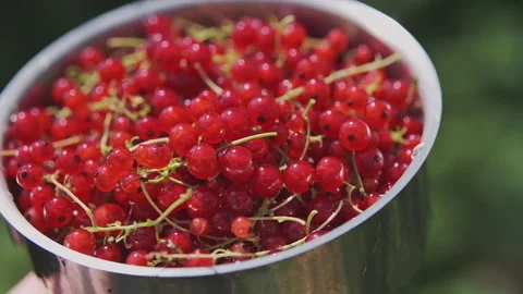 Close up shot of a red currant berries in a stainless steel pot against green Stock Footage 276614465