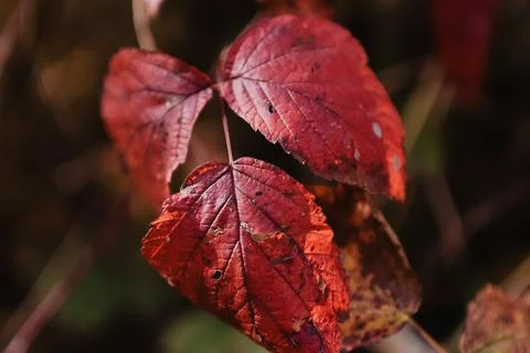 Close-up shot of a red dry fall leaf texture Foto stock