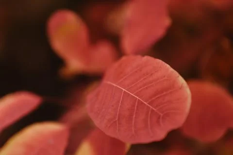 Close-up shot of a red dry fall leaf texture Stockfoto's