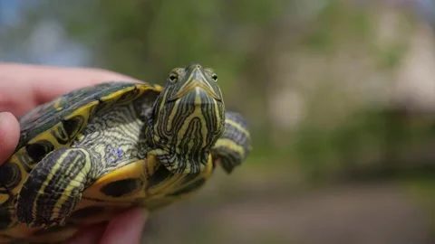 Close up shot of Red-eared slider resting in a pond at Oklahoma Stock Footage 191989501
