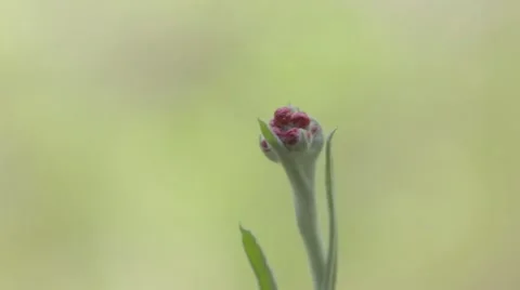 A close up shot of a red everlasting Stock Footage 43858937