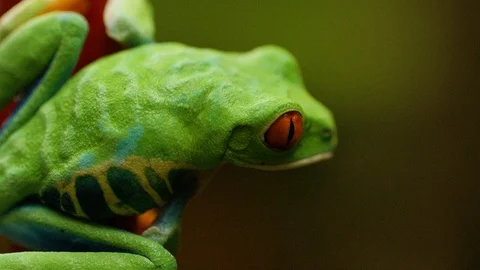 Close up shot of red eyed tree frog sitting on plant, Costa Rica Vidéo 123720743