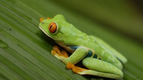Close up shot of red eyed tree frog sitting on leaf, Costa Rica Vidéo 123721004