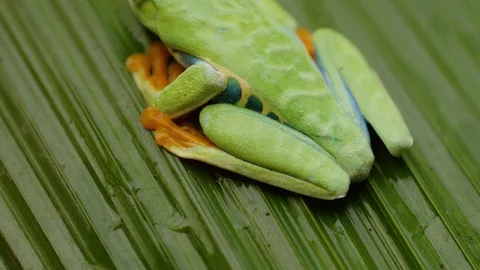 Close up shot of red eyed tree frog sitting on leaf, Costa Rica Stock Footage 123722694