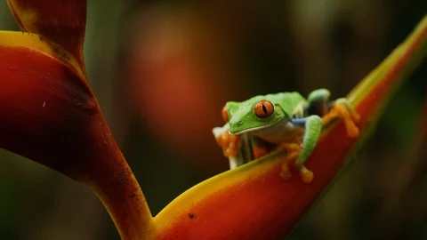 Close up shot of red eyed tree frog sitting on leaf, Costa Rica Vidéo 123728637