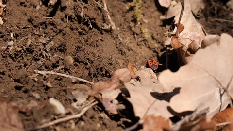 Close up shot of a red fire bug trying to crawl up a dirt heap but falling Stock Footage 103241055