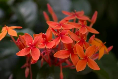 Close shot of Red flower Stock Photos