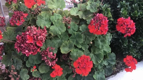 Close Up Shot of Red Flowers Video stock 92185762