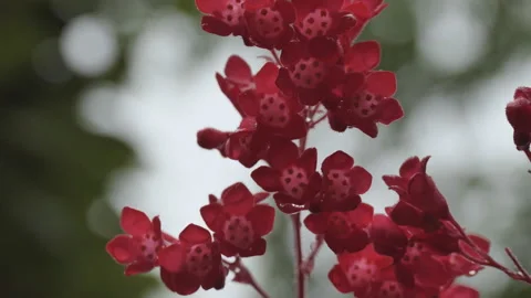 A close up shot of red flowers. Stock Footage 100825140