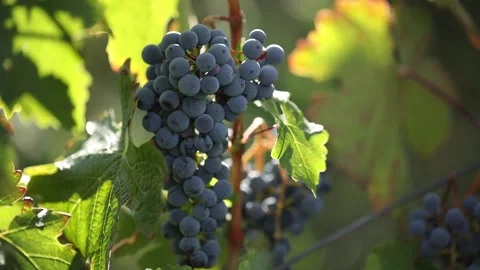 Close up shot of a red grape days before harvesting. Scene filmed on the grape f Stock Footage 221720135
