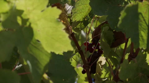 Close Shot of Red Grape Harvesting Stock Footage 256504868