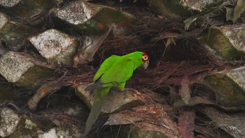 Close-up shot of a red-headed parrot perched on a palm tree in Lima, Peru Video stock 309527742