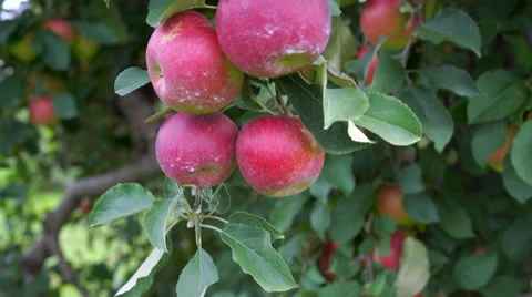 Close shot of Red Jonathan Apples hanging on tree at harvest time Stock Footage 67885084