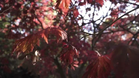Close up shot of the red leaves of a tree Video stock 155374295