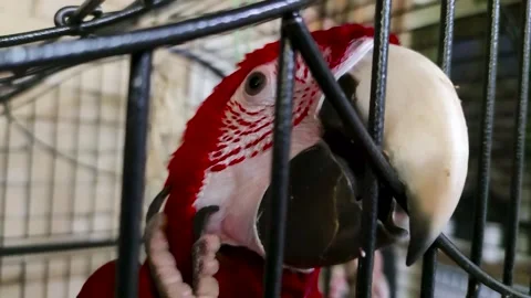 Close-up shot of a red macaw parrot in a cage. Cute parrot Stock Footage 257671139