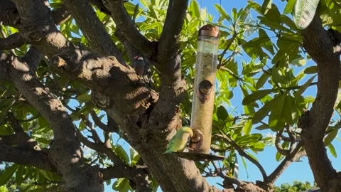 Close-up shot of a Red-masked Parakeet eating at a tree feeder Stock Footage 291463010