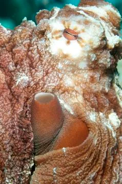 Close up shot of Red Octopus in the open ocean Stock Photos