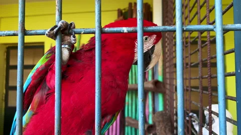 Close-up shot of a red parrot inside a large cage Stock Footage 171419427