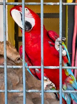 Close-up shot of a red parrot inside a large cage Stock Photos