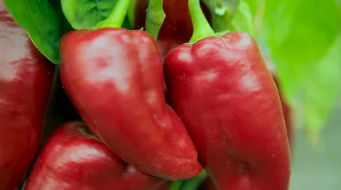 Close up shot of red pepper Stock Footage 61216292