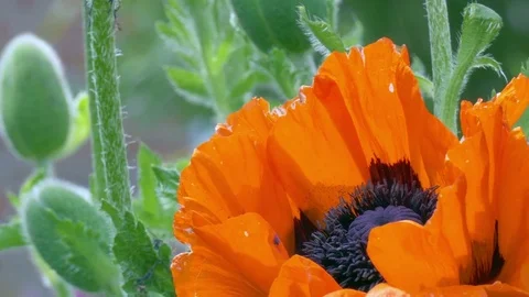 Close shot of red poppy Stock Footage 76015737