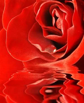 Close up shot of red rose Stock Photos