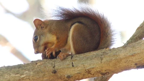 Close shot of Red Squirrel eating nut or black walnut in tree, 1080p tripod shot 스톡 동영상 98141694