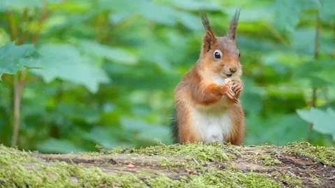 Close-up shot of a red squirrel standing on a tree branch and eating nuts. Stock Footage 277853947