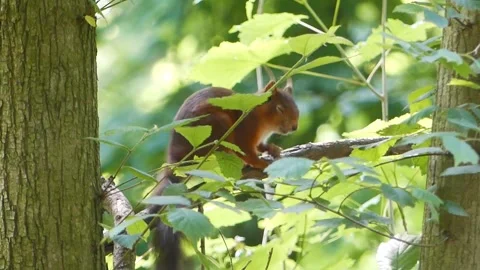 Close-up shot of a red squirrel on a tree branch surrounded by leaves scratching Stock Footage 277853941