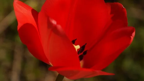 Close up shot of red tulip. Stockbeeldmateriaal 129316327