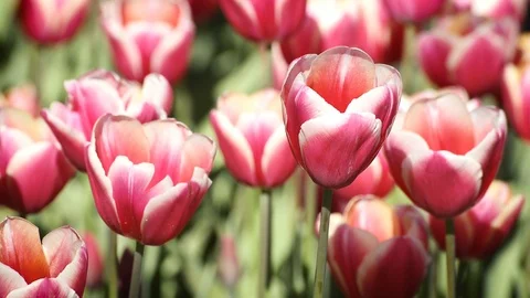 Close Up Shot Of Red Tulips Stock Footage 89140107