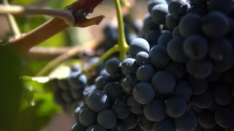 Close up shot of red wet grapes after rain at vineyard Stock Footage 95955429