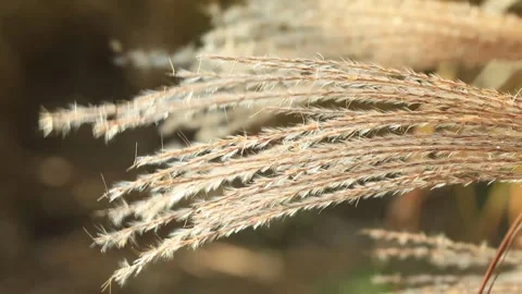 Close up shot of reed, close up shot of silver grass Stock Footage 306040583