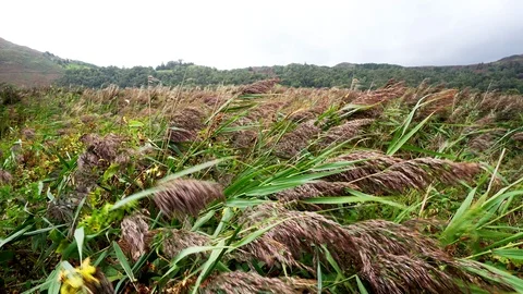 Close shot of reed grass blowing in heavy wind Video stock 109683701