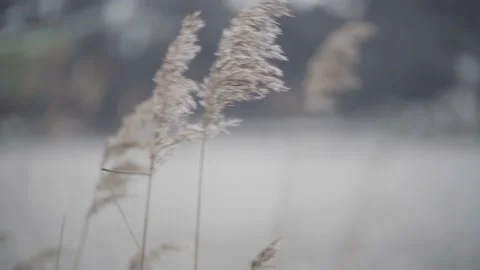 Close-Up Shot Of Reed Moving With The Wind Stock Footage 147130621