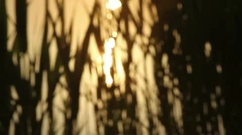 Close-up shot of a reed on the river with glowing sun reflections Stock Footage 12579655