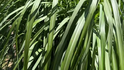 Close-up shot of reeds in strong wind. Видео 343911662