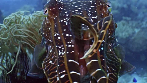 Close up shot of Reef Cuttlefish, Raja Ampat, Indonesia Video stock 296654158