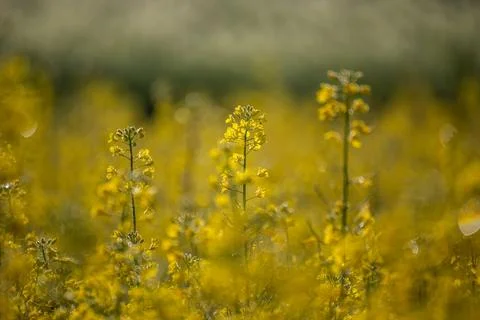 A close-up shot of a refreshing rape flower with dew falling down and shining Stock Photos