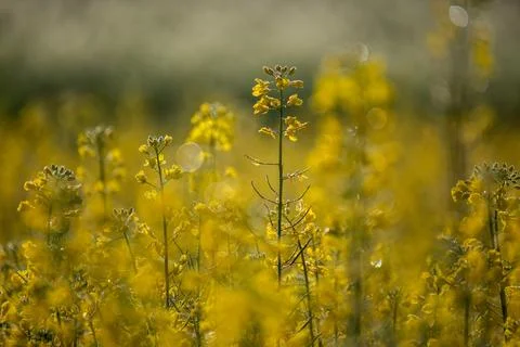 A close-up shot of a refreshing rape flower with dew falling down and shining Foto stock