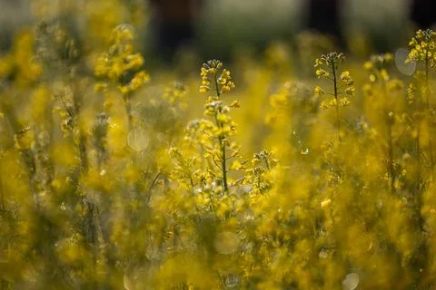 A close-up shot of a refreshing rape flower with dew falling down and shining Stock Photos