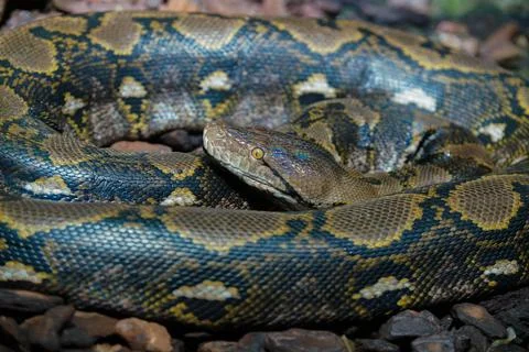 Close-up shot of a Reticulated python 스톡 사진