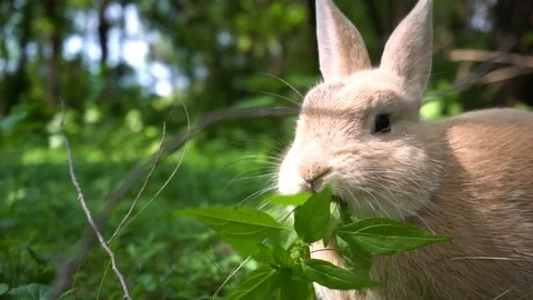 A close up shot of a Rex Rabbit eating fresh vegetation in the woods. This Rex Stock Footage 93423645