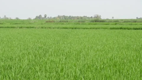 Close shot of rice or paddy crop in the fields Stock Footage 151961652